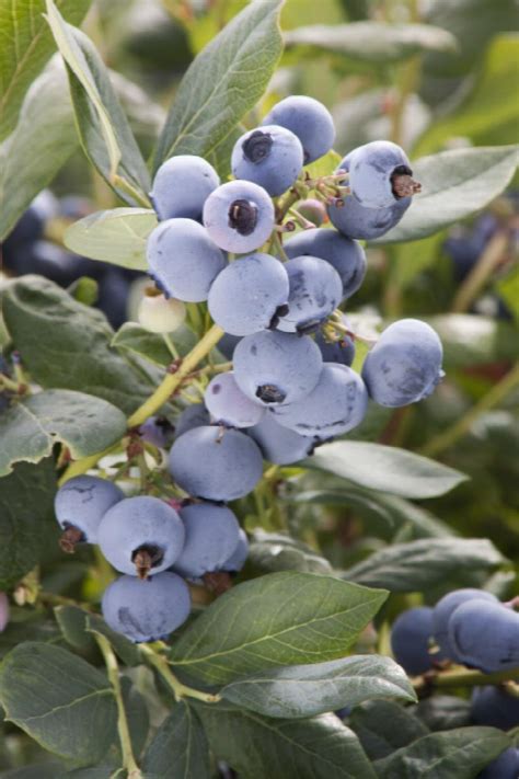 Sunshine Blue Blueberry, Vaccinium x 'Sunshine Blue' (Southern Highbush)