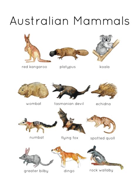 Australian Mammal Flashcards and Poster | Australian Wildlife | Nature ...