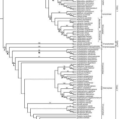 (PDF) Phylogeny, character evolution, and classification of Sapotaceae ...