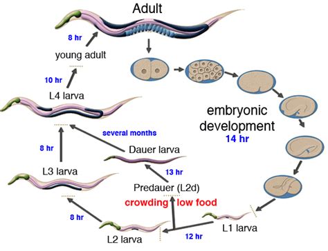 Development of Caenorhabditis elegans