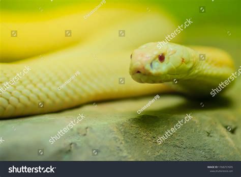 Amazing Albino Cobra Snake Wild Monocled Stock Photo 1768257695 | Shutterstock