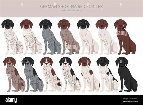 German shorthaired pointer clipart. Different poses, coat colors set ...