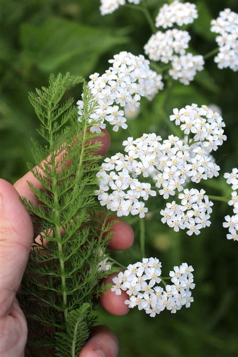 50+ Ways to Use Yarrow