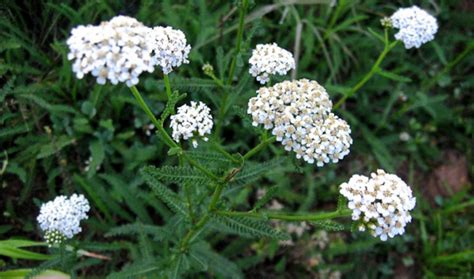 Yarrow as a Natural Remedy for Fever and Flu - Herbal Academy