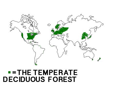 View 7 Temperate Deciduous Forest Location Canada - aboutpartnerart