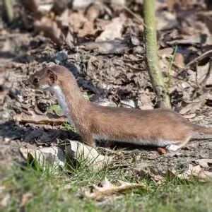 Least Weasel - Facts, Diet, Habitat & Pictures on Animalia.bio