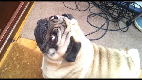 Angry Pug - YouTube