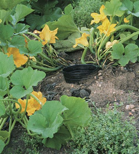 How to Grow Superb Summer Squash - FineGardening | Veg garden, Veggie garden, Edible garden