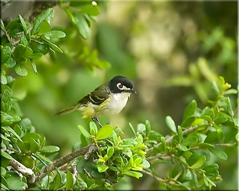 Black-capped Vireo - BirdForum Opus | BirdForum