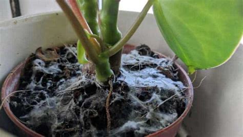 Why Is My Plant Growing White Mold at modestovkellogg blog