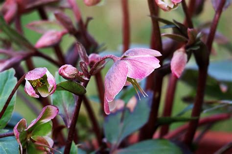 Flowers Hellebore Botany - Free photo on Pixabay