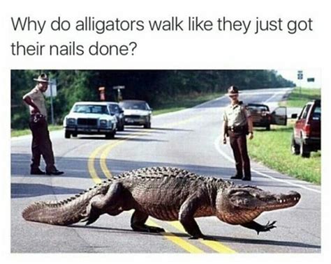 Why do alligators walk | Cute animal pictures, Funny animals, Unusual animals