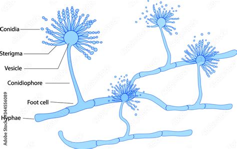 Structure of Aspergillus under microscope Stock Vector | Adobe Stock