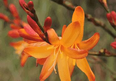 Crocosmia George Davison bulbs are a stunning addition to the garden