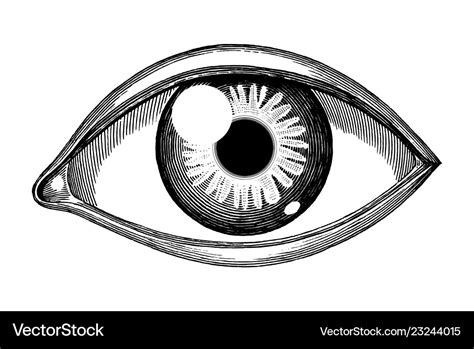 Human eye reference hand draw vintage engraving Vector Image