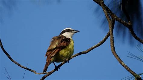 Great Kiskadee | MarkEisingBirding