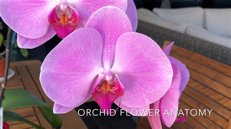 Orchid Flower Anatomy - YouTube