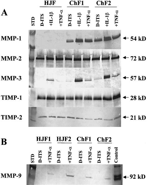 (A) Western blot analysis of the protein expression of MMP-1, MMP-2 ...