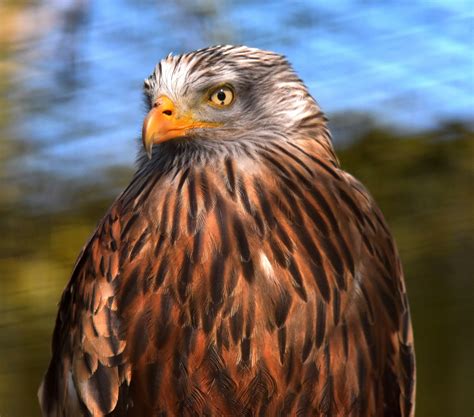 Scarlett - Hawk Conservancy Trust - Hawk Conservancy Trust