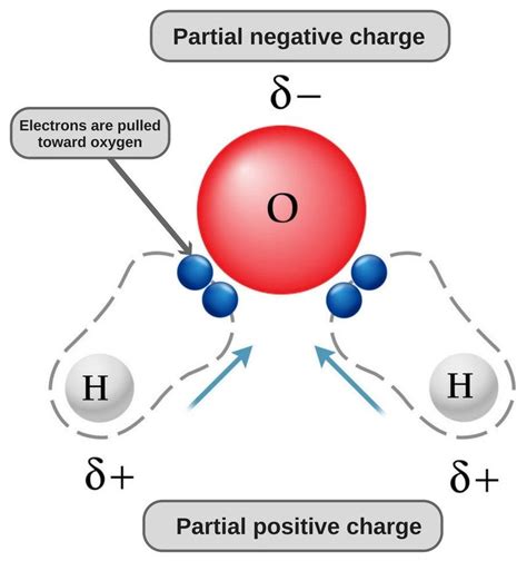 In water, oxygen has a slight negative charge and hydrogen has a slight ...