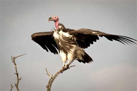 Elsen Karstad's 'Pic-A-Day Kenya': Balancing Act: Lappet Faced Vulture ...