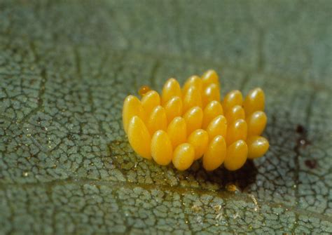 Coccinellid (lady beetle) eggs | Insect eggs, Lady beetle, Beetle