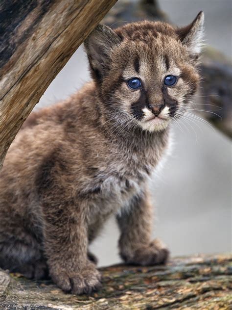 Shy on the log | A puma cub posing on a log and looking shy | Tambako The Jaguar | Flickr