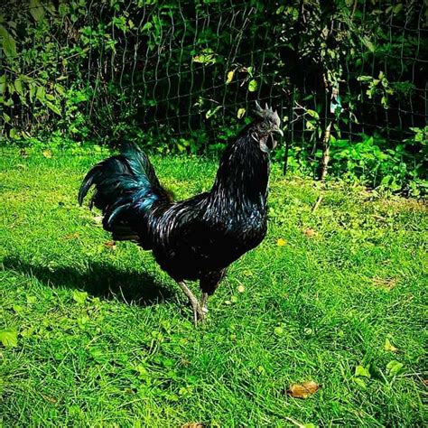 Ayam Cemani: Eggs, Height, Size and Raising Tips