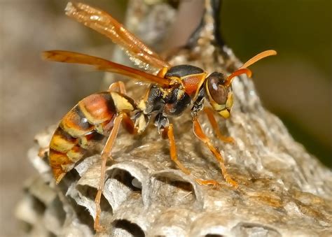 Superfamily VESPOIDEA - Vespoid Wasps, Order Hymenoptera