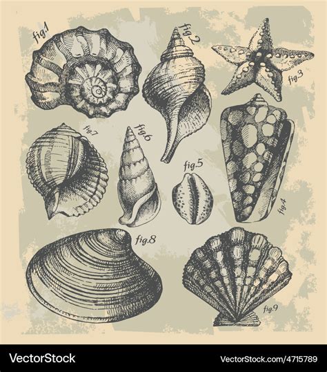 Shells Drawing : Shells Drawings Nancy Mueller Drawing Shell Print Natural Sea Forms Charcoal ...