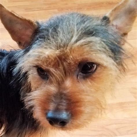 Silky Terrier Rescue Page