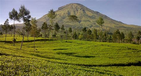 catatan sihidun: Agrowisata Perkebunan Teh Tambi Wonosobo