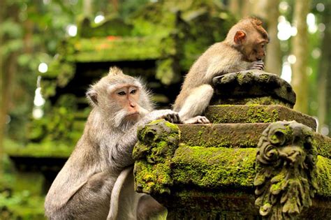 Ubud Monkey Forest - BaliMagicTour