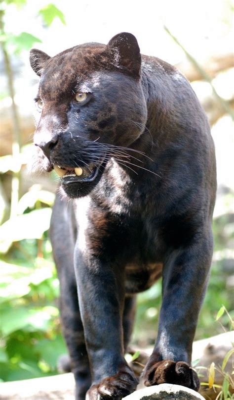 Amazon Rainforest Animals Black Panther | RAINFOREST ANIMAL