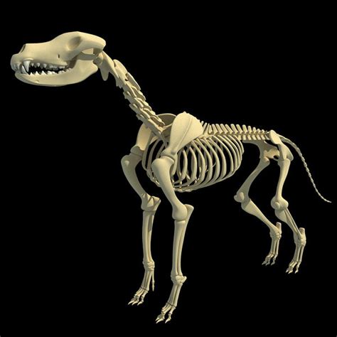 Dog Skeleton 3D Model – 3D Horse