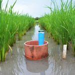 IRRI holds training on revolutionary water-saving technology for sustainable rice production in ...