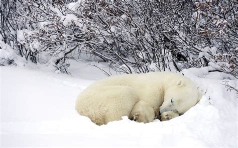 Bears, Polar bears, Two, Snow, HD Wallpaper | Rare Gallery