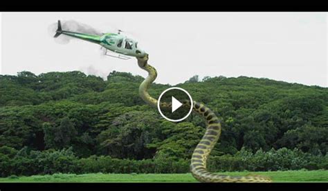 Animal clip168: Big Anaconda in Amazon