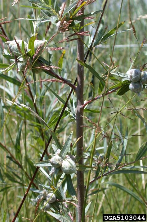 coyote willow (Salix exigua)