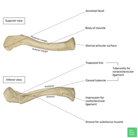 Clavicle And Scapula Diagram