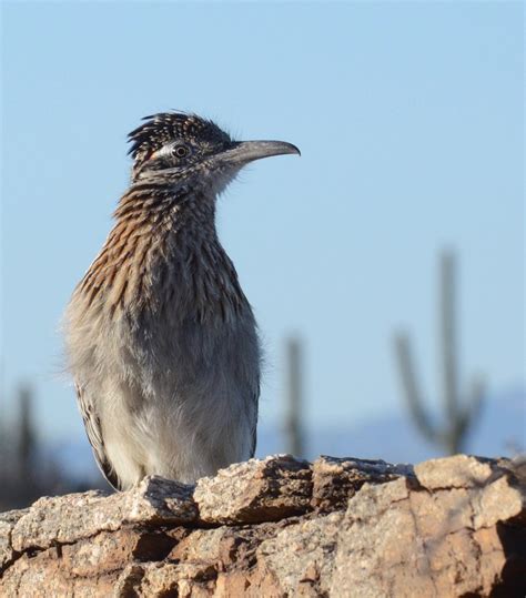 Arizona | Roadrunner