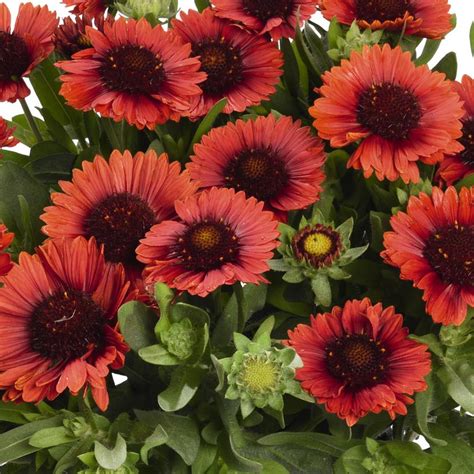 Gaillardia SpinTop™ Red SpinTop™ Red Blanket Flower from Prides Corner ...