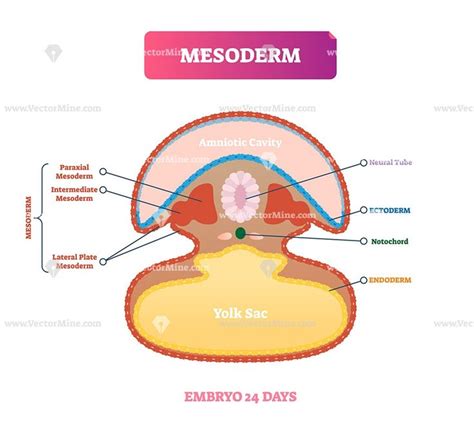 Mesoderm biological vector illustration diagram | Nursing school notes ...