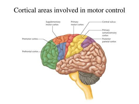 PPT - Motor cortex PowerPoint Presentation, free download - ID:895708