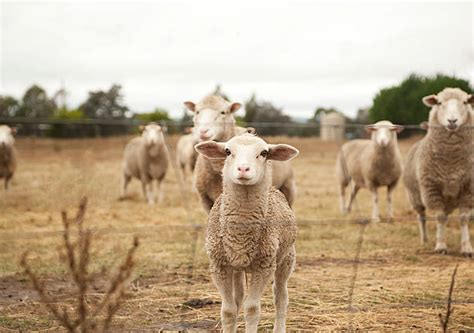 13,000+ Australian Farm Animals Stock Photos, Pictures & Royalty-Free Images - iStock