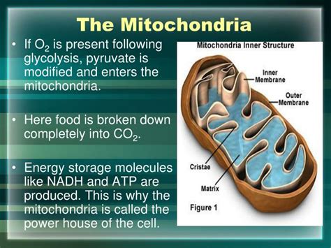 PPT - Cellular Respiration PowerPoint Presentation - ID:5598324