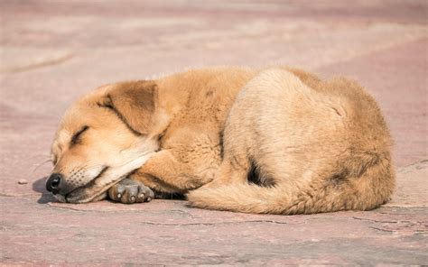 Free stock photo of sleeping dog