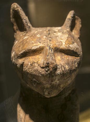 Still life: Ancient animal mummies - CBS News