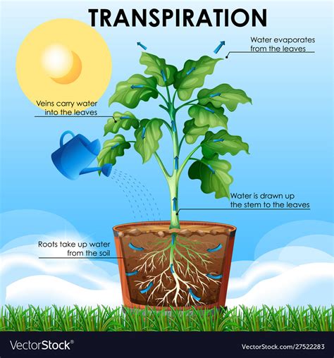 Diagram showing transpiration with plant and water