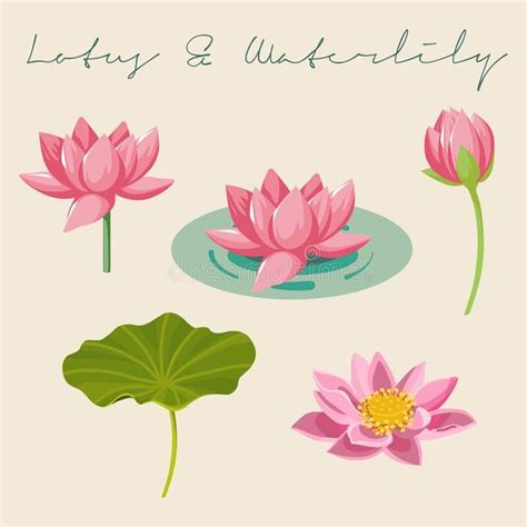 pink flowers and leaves floating on water with the words lily & wutherliffly